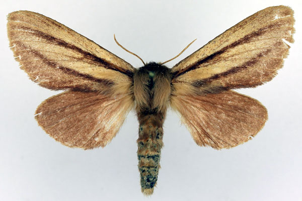 /filer/webapps/moths/media/images/I/insignis_Anchirithra_AF_Basquin.jpg