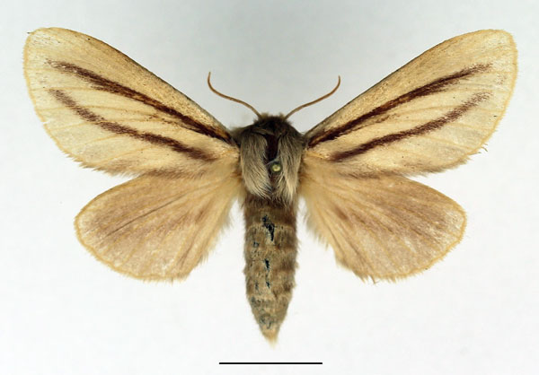 /filer/webapps/moths/media/images/I/insignis_Anchirithra_AF_Basquin_01.jpg