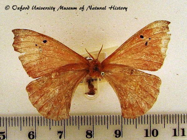 /filer/webapps/moths/media/images/I/insignis_Eosia_A_OUMNH.jpg