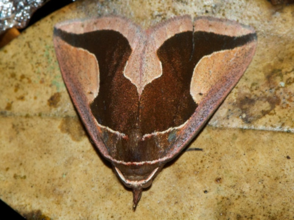 /filer/webapps/moths/media/images/I/insignis_Fodina_A_DeBeer.jpg