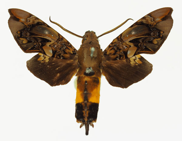 /filer/webapps/moths/media/images/I/insignis_Hypaedalea_AM_Basquin_01a.jpg