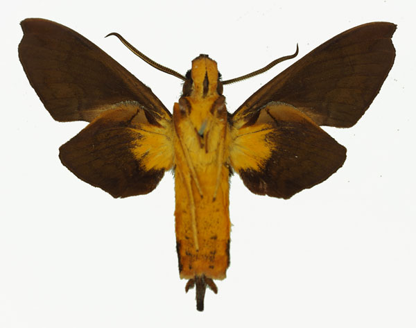 /filer/webapps/moths/media/images/I/insignis_Hypaedalea_AM_Basquin_01b.jpg