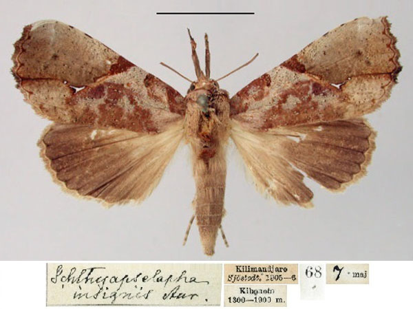 /filer/webapps/moths/media/images/I/insignis_Ichthyopselapha_HT_SNHM.jpg