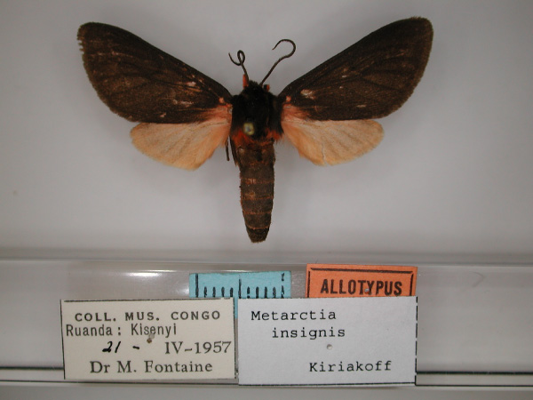 /filer/webapps/moths/media/images/I/insignis_Metarctia_AT_RMCA_01.jpg