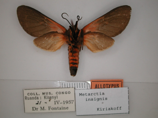 /filer/webapps/moths/media/images/I/insignis_Metarctia_AT_RMCA_02.jpg