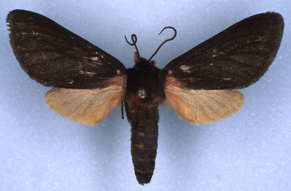 /filer/webapps/moths/media/images/I/insignis_Metarctia_AT_RMCA_03.jpg