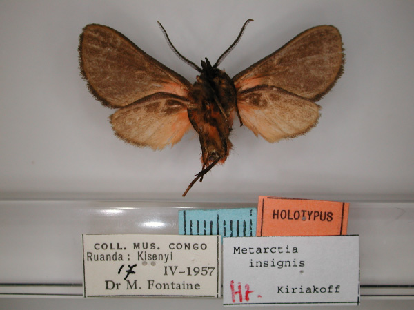 /filer/webapps/moths/media/images/I/insignis_Metarctia_HT_RMCA_02.jpg