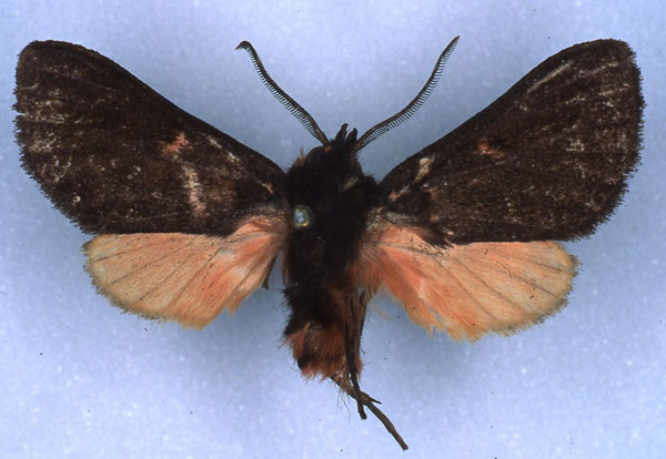 /filer/webapps/moths/media/images/I/insignis_Metarctia_HT_RMCA_03.jpg