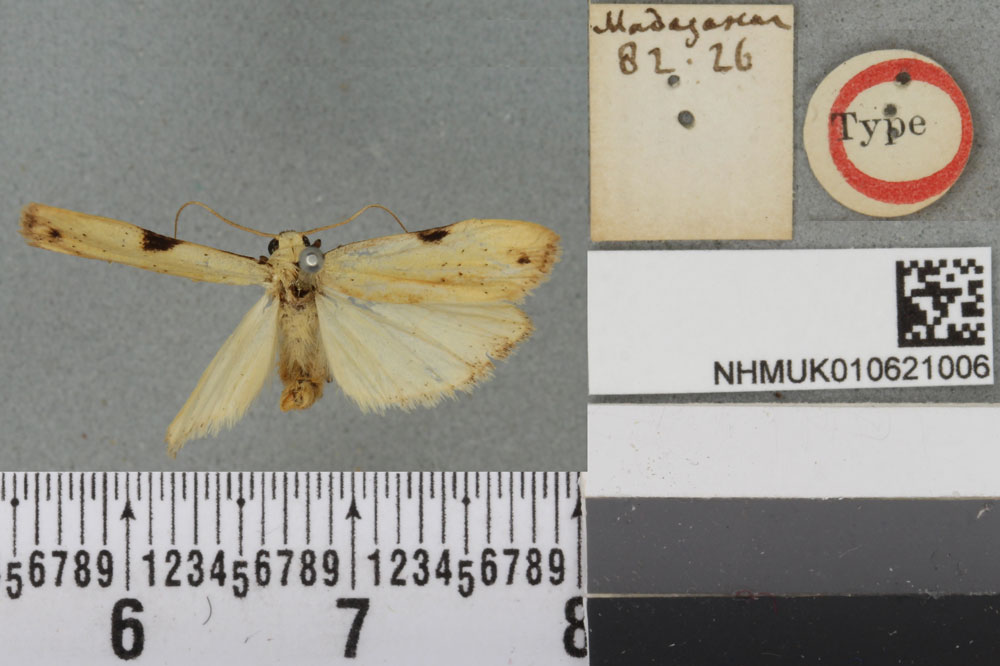 /filer/webapps/moths/media/images/I/insignis_Prabhasa_HT_BMNHa.jpg