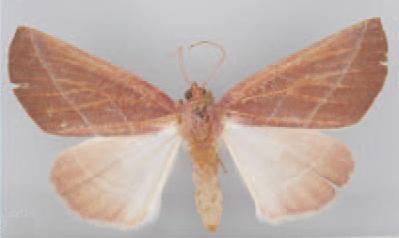 /filer/webapps/moths/media/images/I/insignitata_Terpnostola_HT_TMSA.jpg