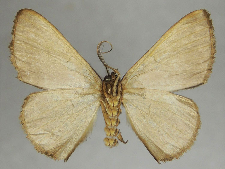/filer/webapps/moths/media/images/I/insipida_Pycnostega_HT_ZSMb.jpg