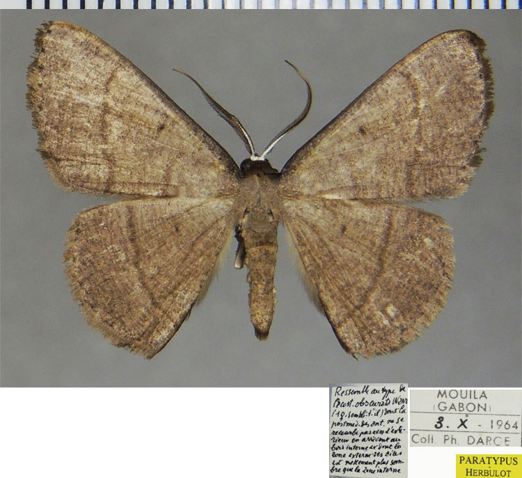 /filer/webapps/moths/media/images/I/insipida_Pycnostega_PTM_ZSM.jpg
