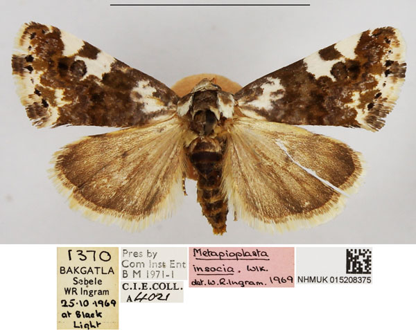/filer/webapps/moths/media/images/I/insocia_Metapioplasta_AF_NHMUK.jpg