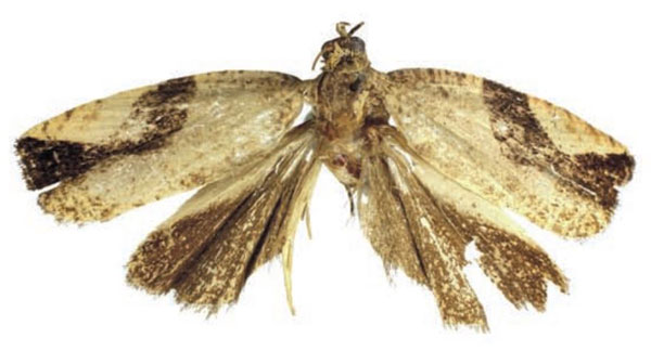 /filer/webapps/moths/media/images/I/insolenta_Megalota_HT_RMCA.jpg