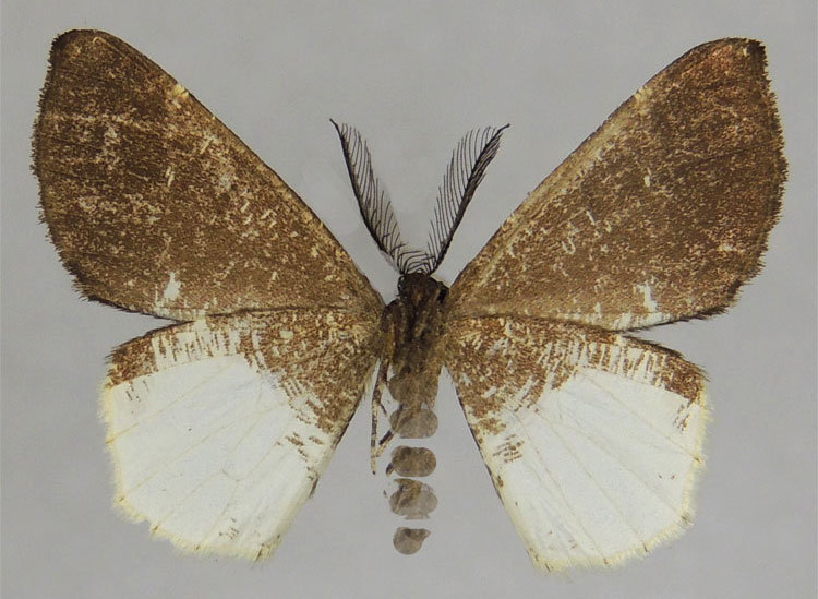 /filer/webapps/moths/media/images/I/insolita_Geodena_HT_ZSMb.jpg