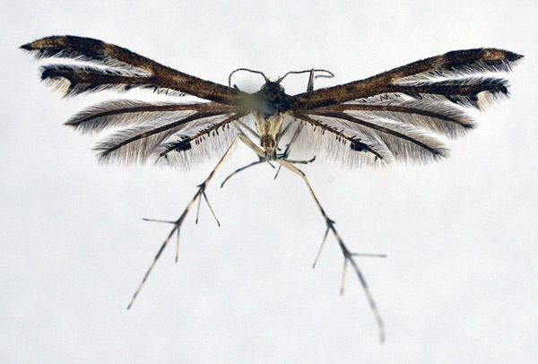 /filer/webapps/moths/media/images/I/insomnis_Procapperia_A_NHMO_02.jpg