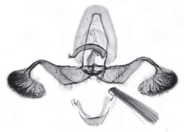 /filer/webapps/moths/media/images/I/insperata_Grapholita_GMHT_Trematerra.jpg