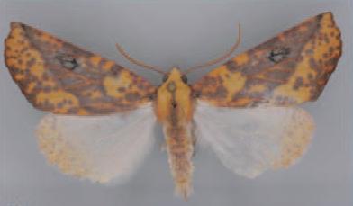 /filer/webapps/moths/media/images/I/inspersa_Terpnostola_HT_TMSA.jpg