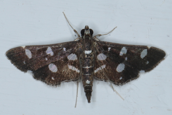 /filer/webapps/moths/media/images/I/inspersalis_Bocchoris_A_Heyns_01.JPG