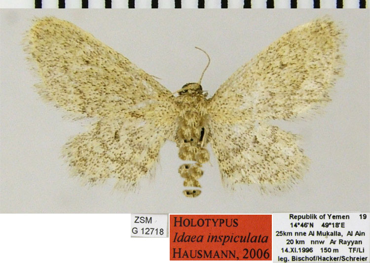 /filer/webapps/moths/media/images/I/inspiculata_Idaea_HT_ZSMa.jpg