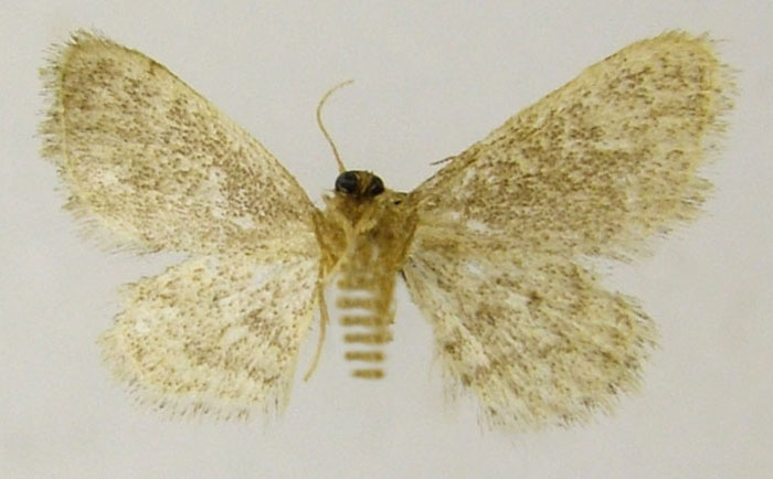 /filer/webapps/moths/media/images/I/inspiculata_Idaea_HT_ZSMb.jpg
