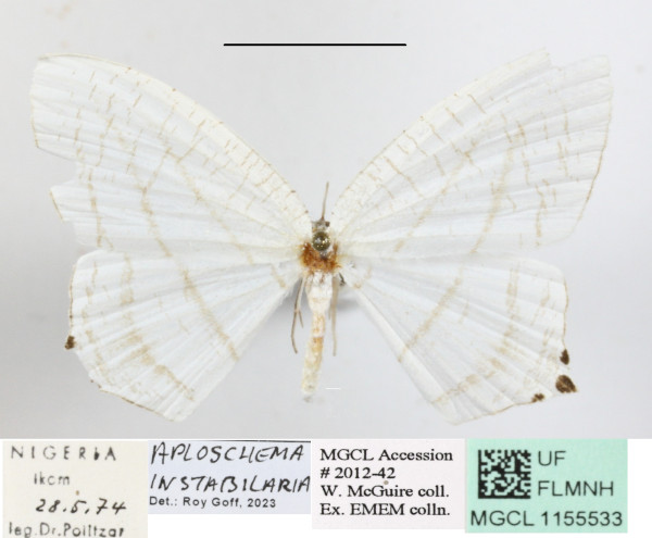 /filer/webapps/moths/media/images/I/instabilaria_Aploschema_A_MGCLa_01.JPG