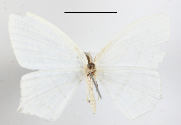 /filer/webapps/moths/media/images/I/instabilaria_Aploschema_A_MGCLb_01.JPG