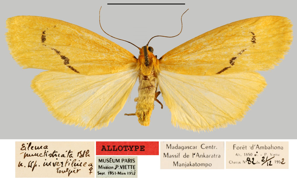 /filer/webapps/moths/media/images/I/instabilis_Eilema_AT_MNHN.jpg