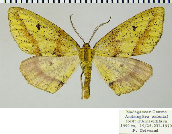 /filer/webapps/moths/media/images/I/instabilis_Hylemera_AF_ZSM.jpg