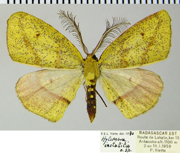 /filer/webapps/moths/media/images/I/instabilis_Hylemera_AM_ZSMa.jpg