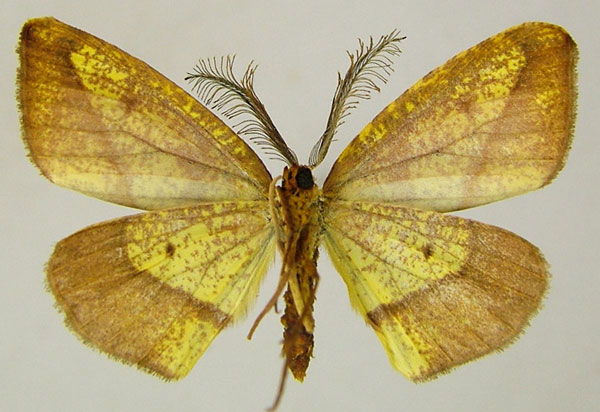 /filer/webapps/moths/media/images/I/instabilis_Hylemera_AM_ZSMb.jpg