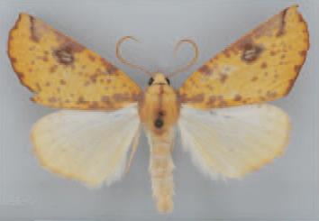 /filer/webapps/moths/media/images/I/instabilis_Terpnostola_HT_TMSA.jpg
