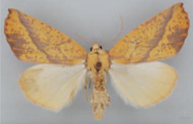 /filer/webapps/moths/media/images/I/instabilis_Terpnostola_PT_TMSA.jpg