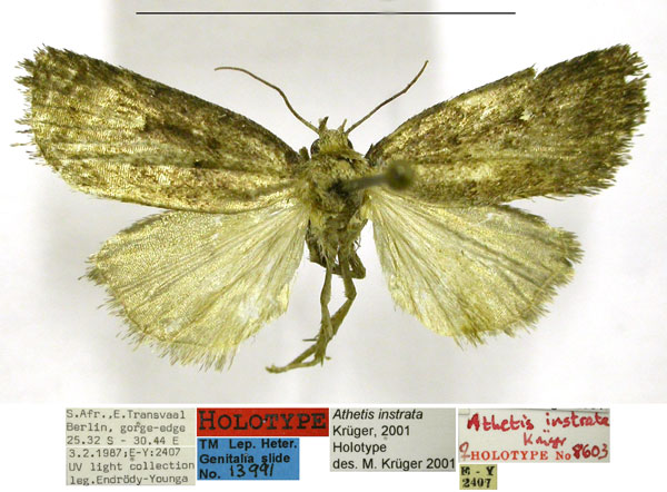 /filer/webapps/moths/media/images/I/instrata_Athetis_HT_TMSA.jpg