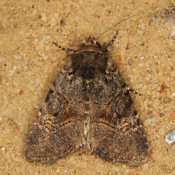 /filer/webapps/moths/media/images/I/instructa_Oligia_A_Heyns_01.JPG