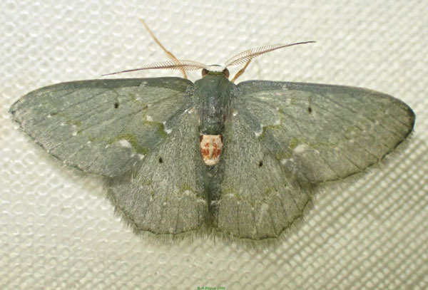 /filer/webapps/moths/media/images/I/insueta_Heterorachis_AM_Bippus.jpg
