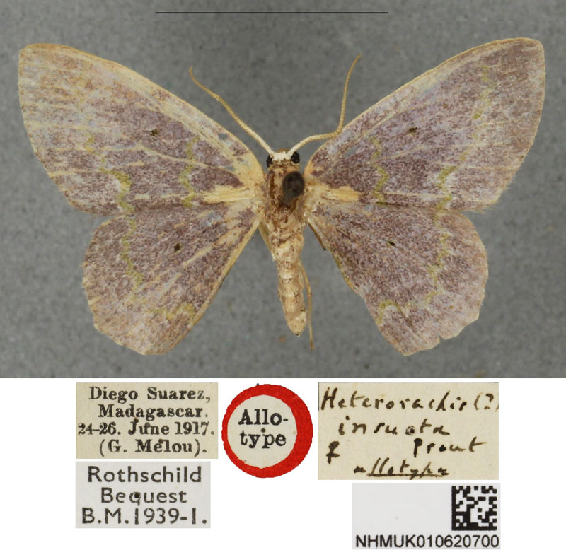/filer/webapps/moths/media/images/I/insueta_Heterorachis_AT_BMNH.jpg