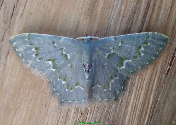 /filer/webapps/moths/media/images/I/insueta_Heterorachis_A_Bippus.jpg