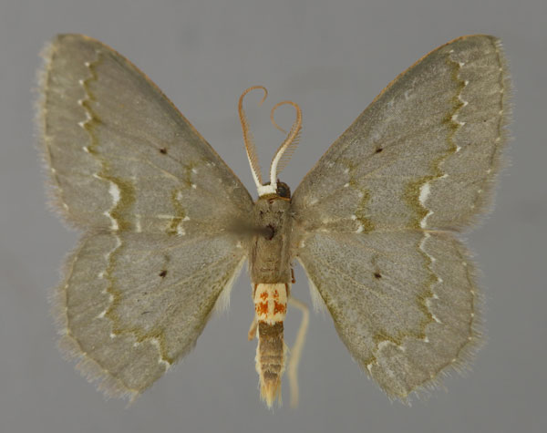 /filer/webapps/moths/media/images/I/insueta_Heterorachis_A_ZSM_01.jpg