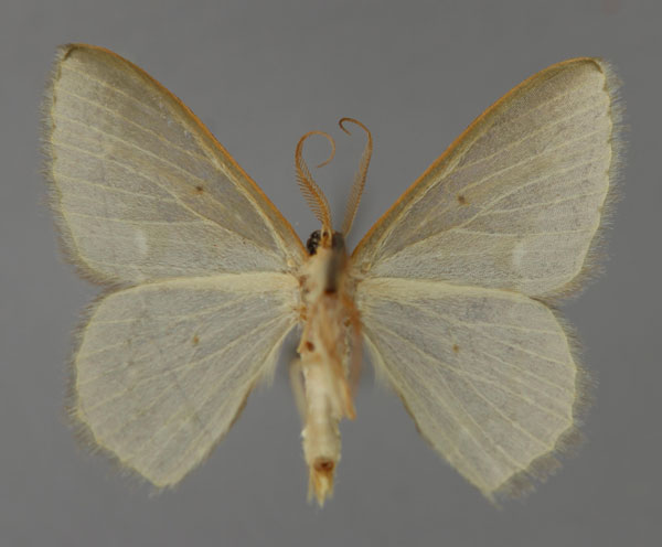/filer/webapps/moths/media/images/I/insueta_Heterorachis_A_ZSM_02.jpg