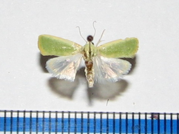 /filer/webapps/moths/media/images/I/insulana_Earias_A_Goff_01.JPG
