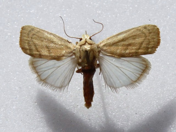 /filer/webapps/moths/media/images/I/insulana_Earias_A_Goff_02.JPG