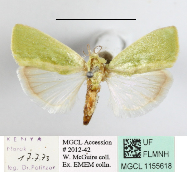/filer/webapps/moths/media/images/I/insulana_Earias_A_MGCLa_01.JPG
