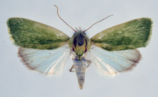 /filer/webapps/moths/media/images/I/insulana_Earias_A_NHMO.jpg