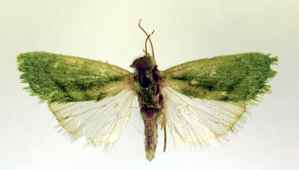/filer/webapps/moths/media/images/I/insulana_Earias_A_RMCA.jpg