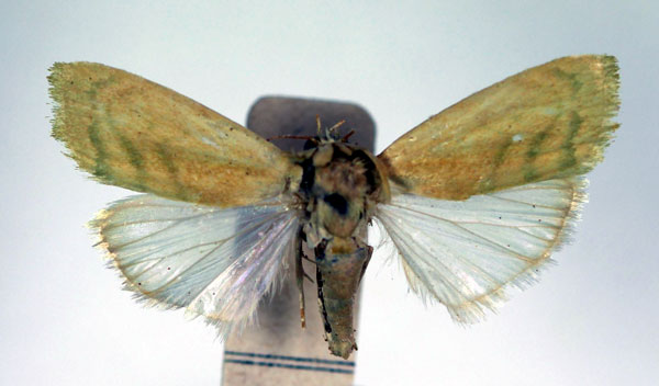 /filer/webapps/moths/media/images/I/insulana_Earias_A_RMCA_02.jpg