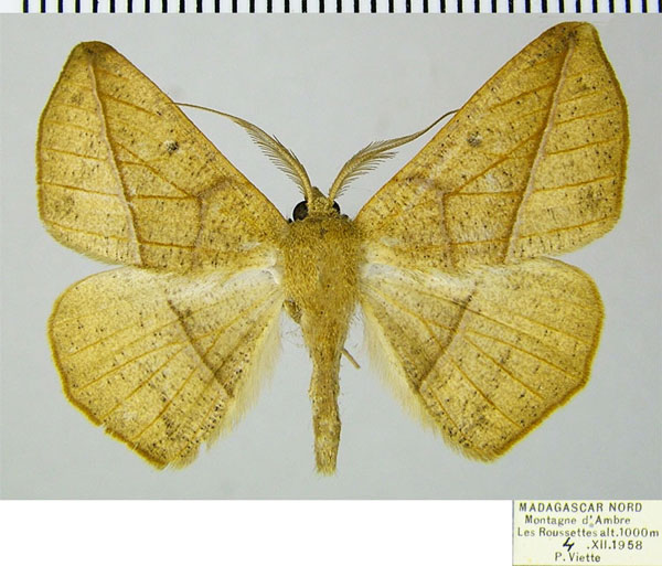 /filer/webapps/moths/media/images/I/insularia_Psilocerea_AM_ZSMa.jpg