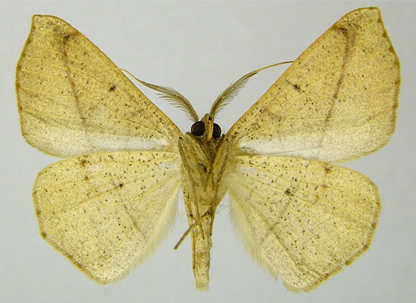 /filer/webapps/moths/media/images/I/insularia_Psilocerea_AM_ZSMb.jpg