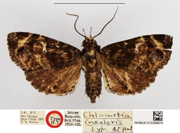 /filer/webapps/moths/media/images/I/insularis_Chlumetia_HT_NHMUK.jpg