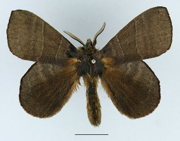 /filer/webapps/moths/media/images/I/insularis_Closterothrix_AM_Basquin_01.jpg